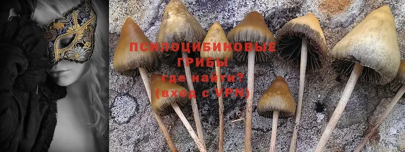 Галлюциногенные грибы MAGIC MUSHROOMS  купить наркотик  Георгиевск 